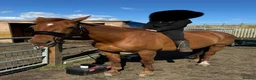 British Warmblood horses for sale: Stunning 16.1 warmblood mare  - Advert 5