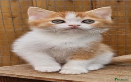 British Shorthair cats for sale: BSH Ginger & White, Calico & Gold Kittens - Image 5