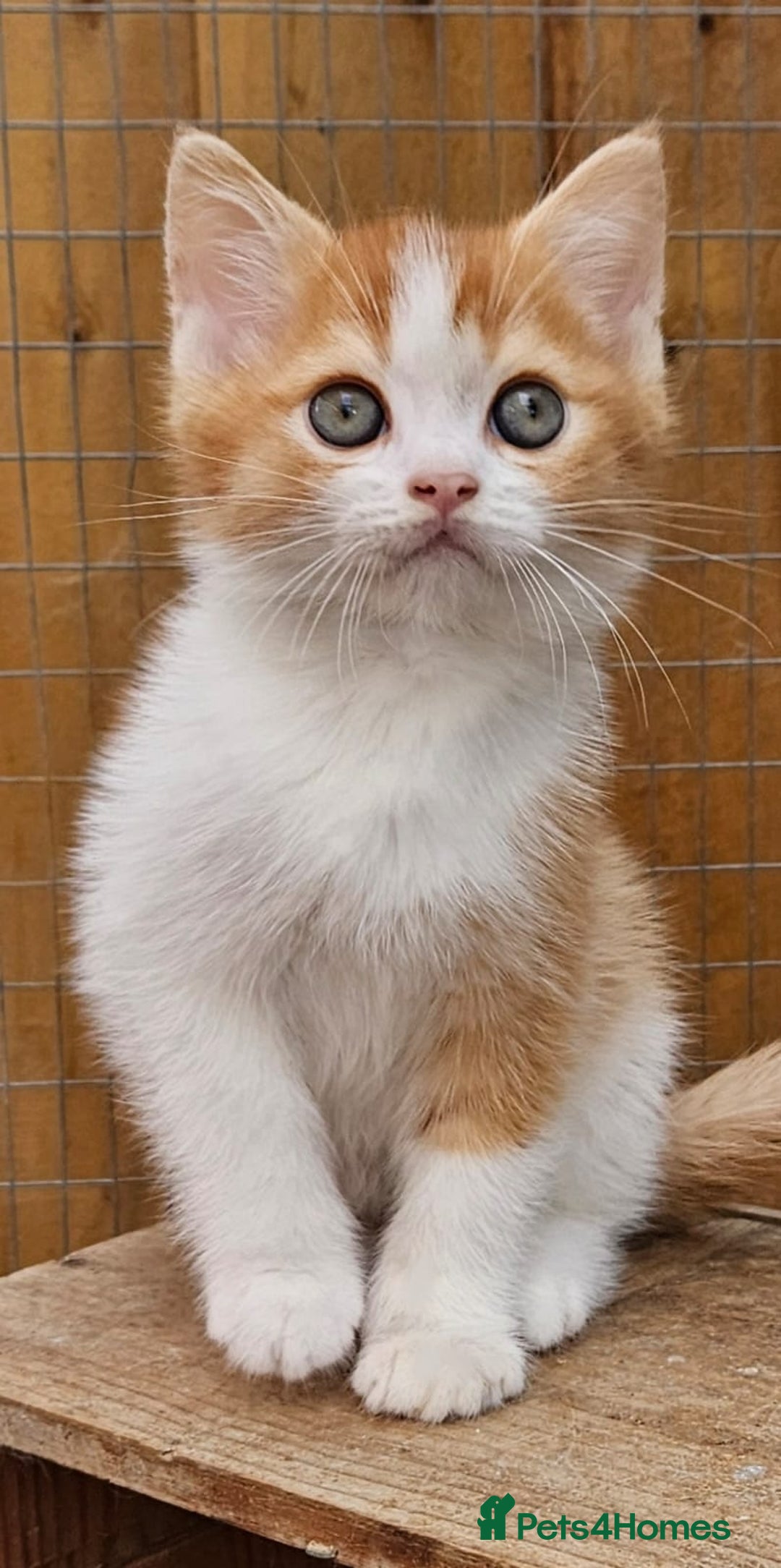 British Shorthair cats for sale: BSH Ginger & White, Calico & Gold Kittens - Image 5