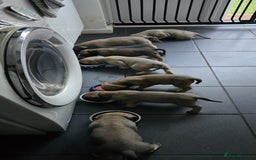 Bullmastiff dogs for sale: Bullmastiff Puppies  - Image 7