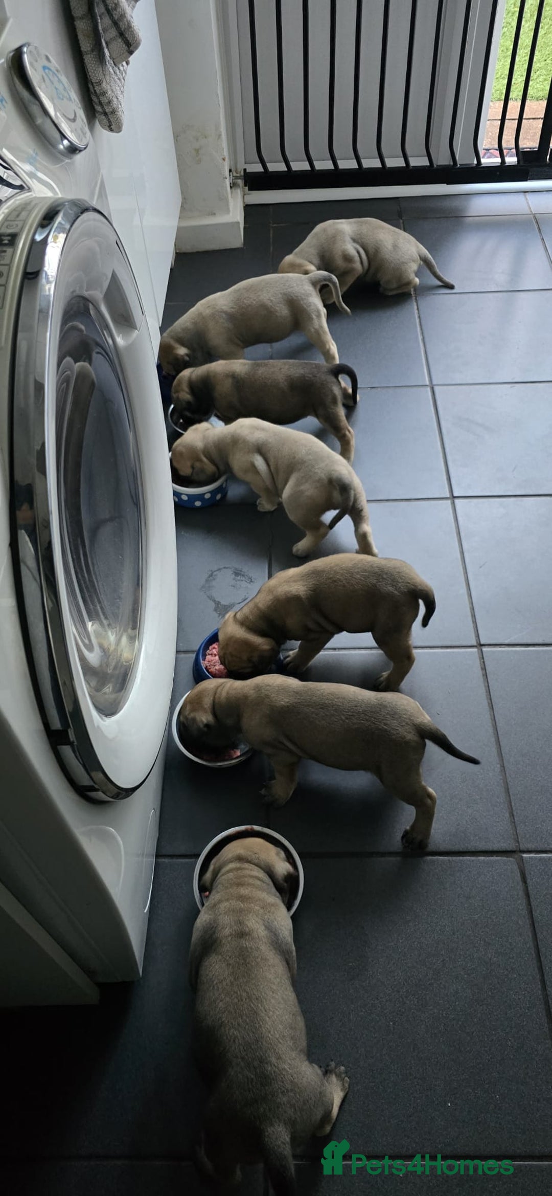 Bullmastiff dogs for sale: Bullmastiff Puppies  - Image 7