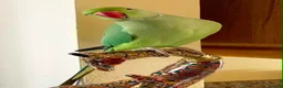 Parrots birds for sale: Baby tamed ring neck talking parrot  - Advert 1