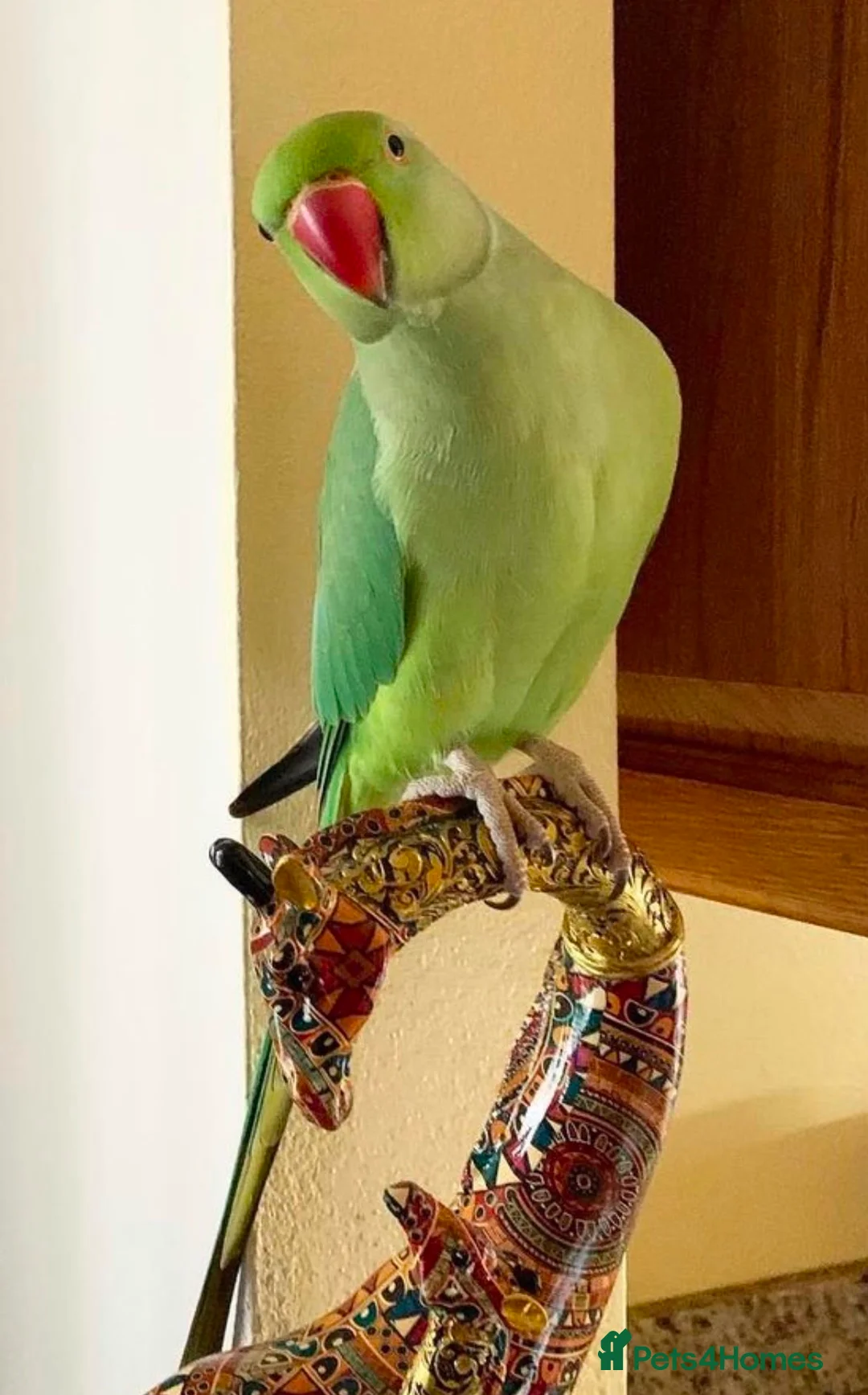 Parrots birds for sale: Baby tamed ring neck talking parrot  - Advert 1