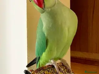 Parrots birds Baby tamed ring neck talking parrot - Advert 5