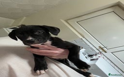 American Bull Staffy dogs for sale: 2 Female American bull x staff puppies left - Image 16