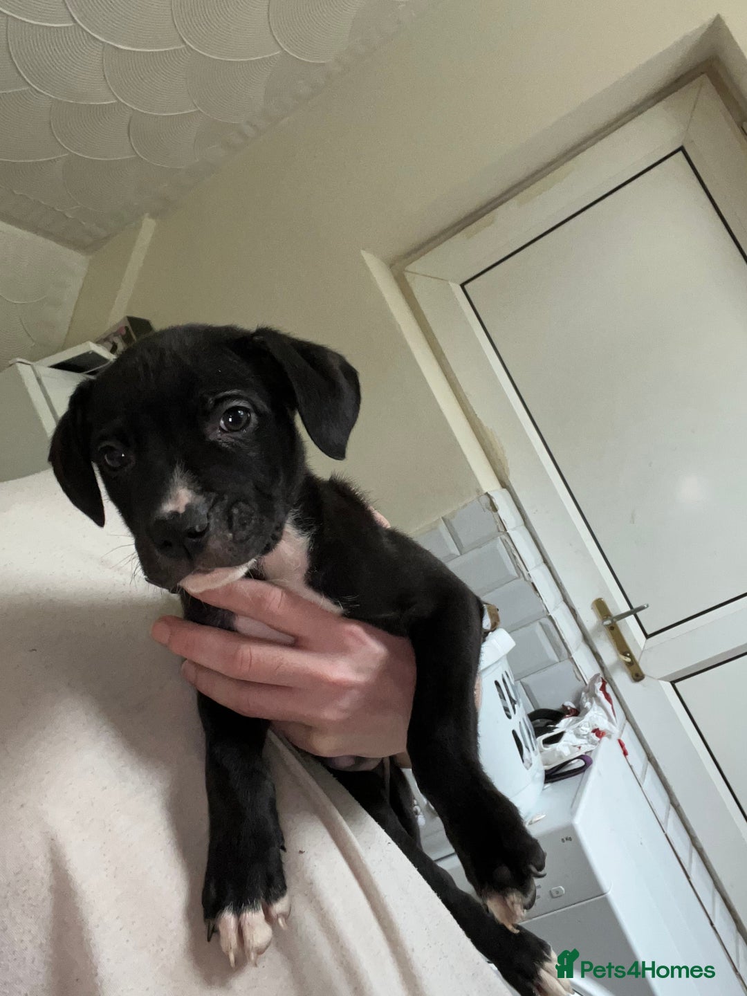 American Bull Staffy dogs for sale: 2 Female American bull x staff puppies left - Image 16