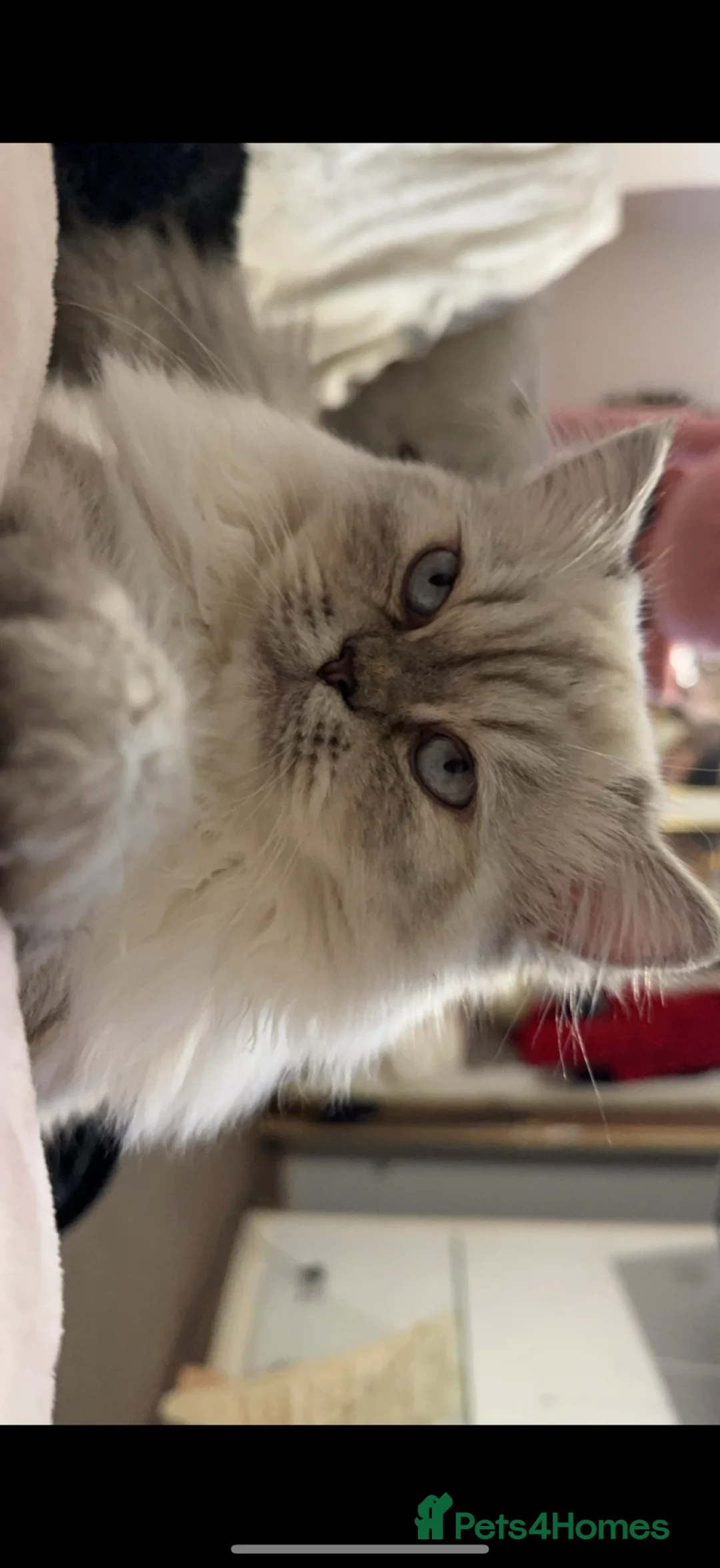 Persian cats for sale: Persian  in Romford - Advert 3