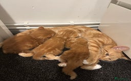Scottish Fold cats for sale: Scottish fold/straight babies - Image 10
