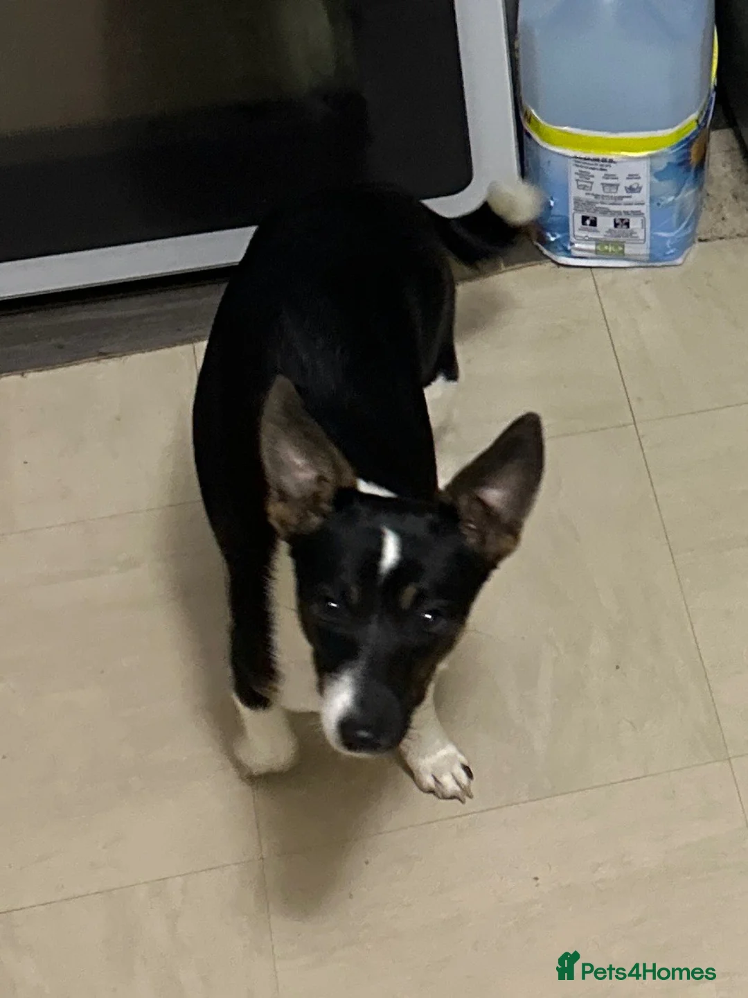 Mixed Breed dogs for sale: Jack Russell/Yorkshire terrier  - Advert 1