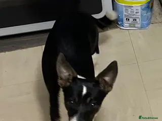 Mixed Breed dogs Jack Russell/Yorkshire terrier - Advert 2