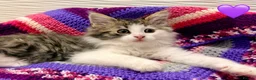 Mixed Breed cats for sale: 💖 MAINE COON X RAGDOLL *PARENTS HEALTH TESTED* 💖 - Advert 32