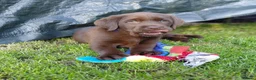 Labrador Retriever dogs for sale: Chocolate Labradors Puppies,Health Tested Parents  - Advert 7