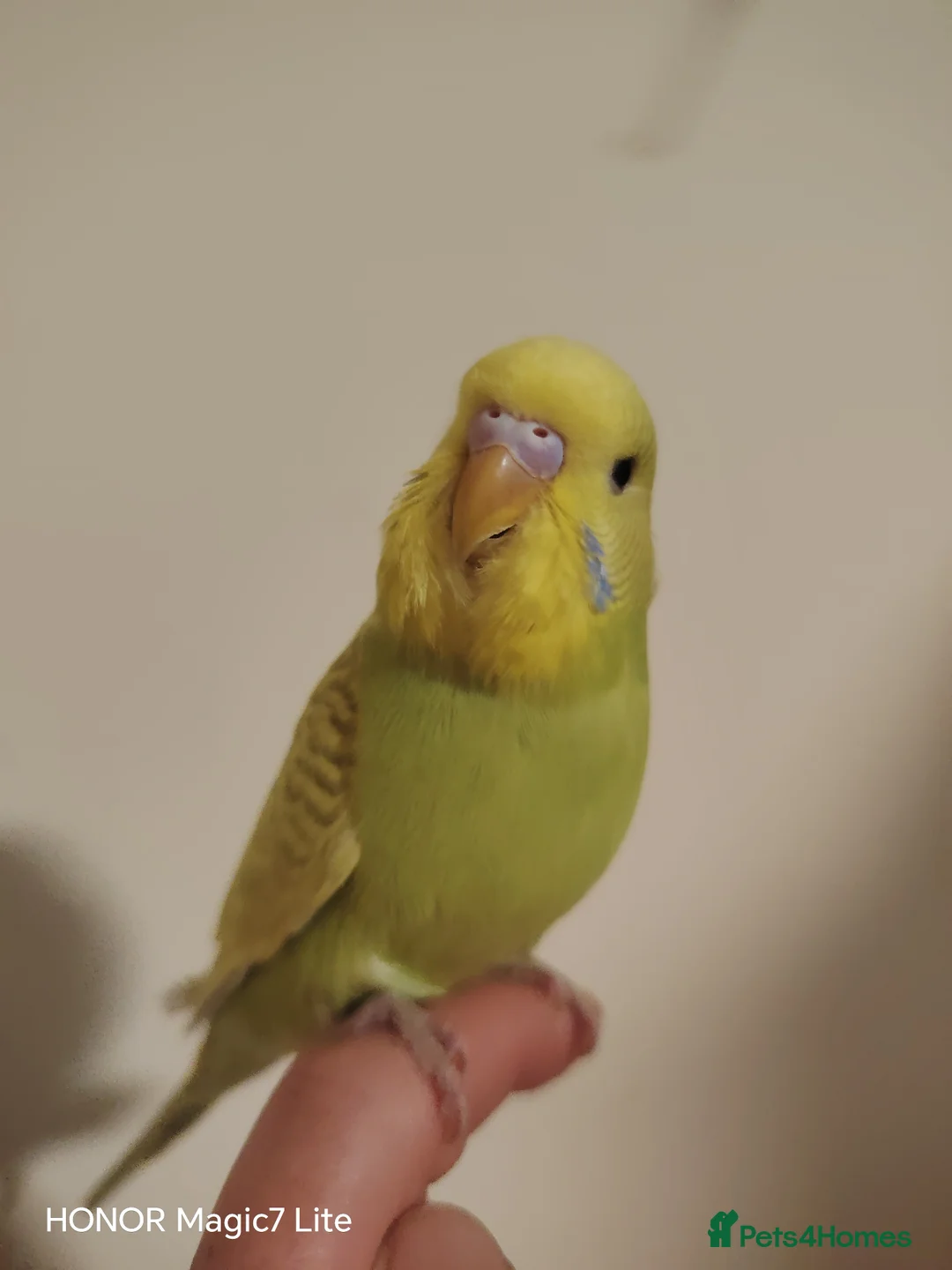 Budgerigars birds for sale: Beautiful Baby Budgies for sale  - Advert 3