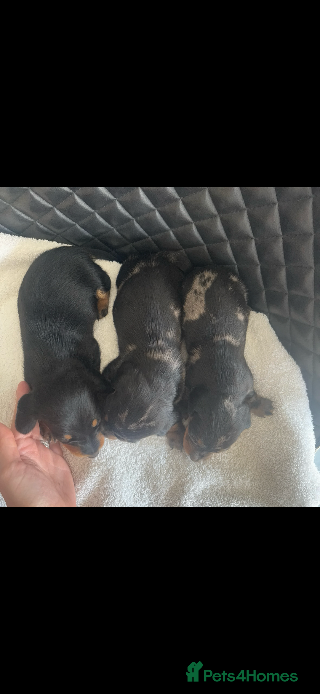 Miniature Dachshund dogs for sale: Beautiful miniature dachshund puppies - Image 15