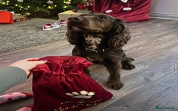 Cocker Spaniel dogs for sale: Beautiful Cocker Spaniel - Sad sale. - Advert 4