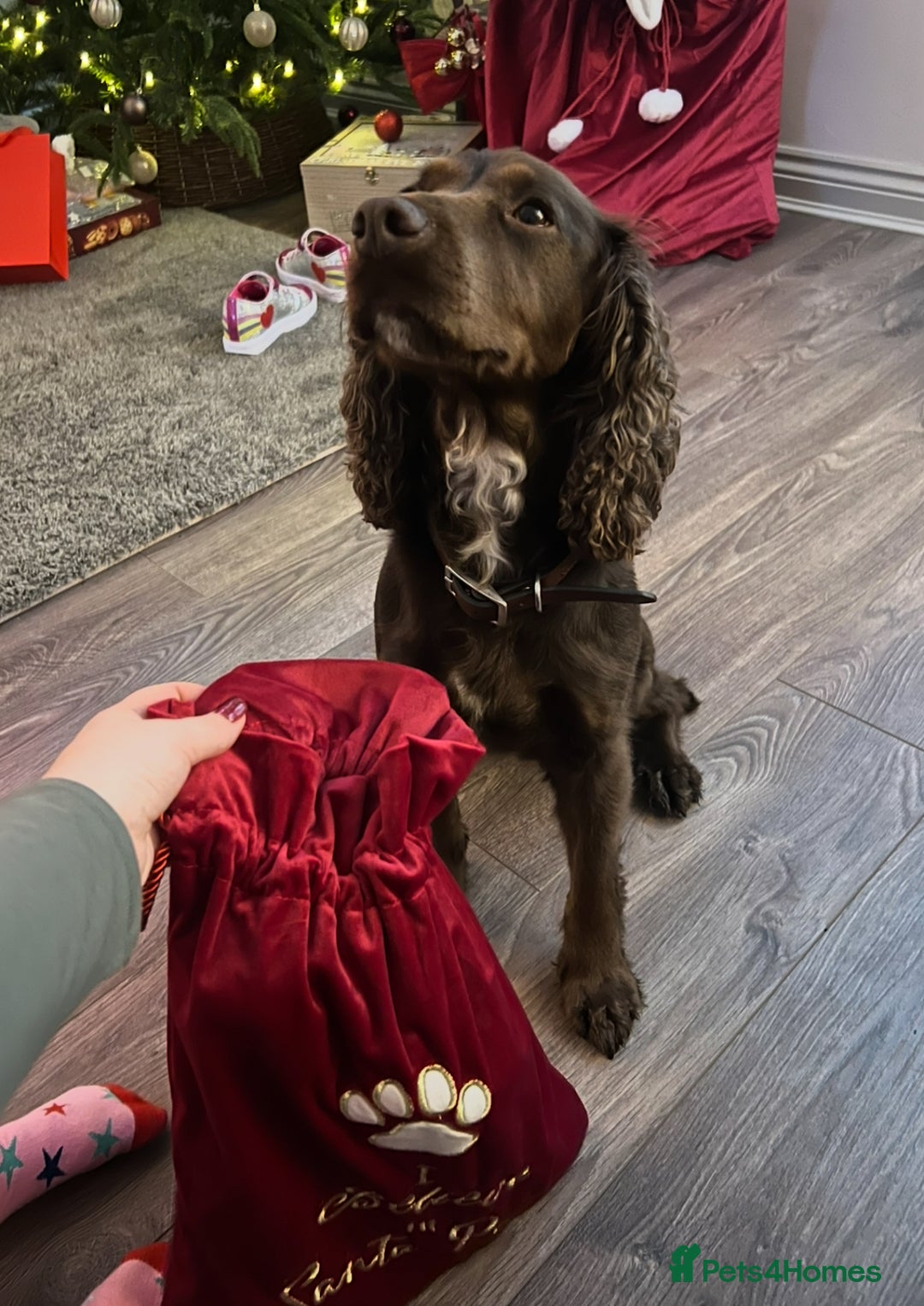 Cocker Spaniel dogs for sale: Beautiful Cocker Spaniel - Sad sale. - Advert 4