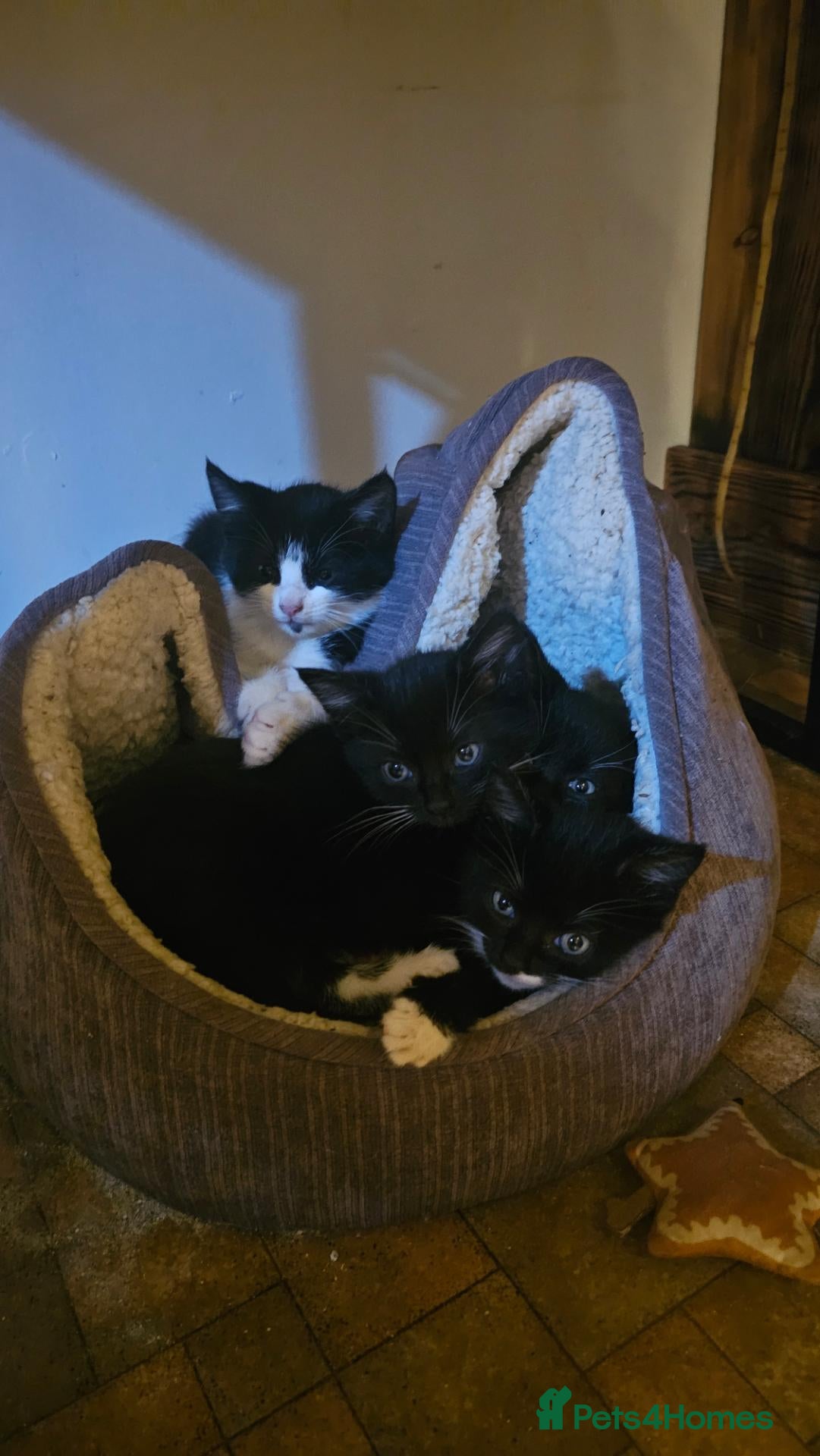 Mixed Breed cats Tuxedo Kittens🖤🤍🐾 - Advert 9