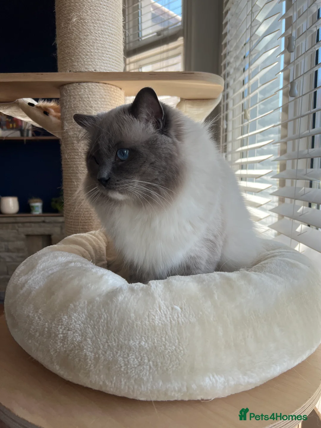Ragdoll cats for stud: G.Champion✅GCCF/TICA Reg✅FIV/FELV/DNA✅Ragdoll stud in London - Advert 4