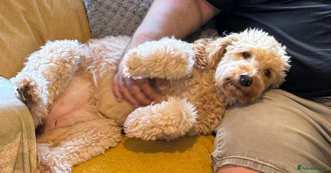 Labradoodle dogs for sale: Female labradoodle  - Image 3