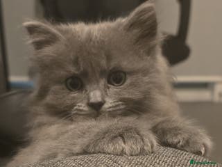 Ragdoll cats Ragdoll x Siberian mix - Advert 5