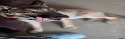 Mixed Breed dogs for sale: German/Dutch shepherd x Border collie - Advert 2