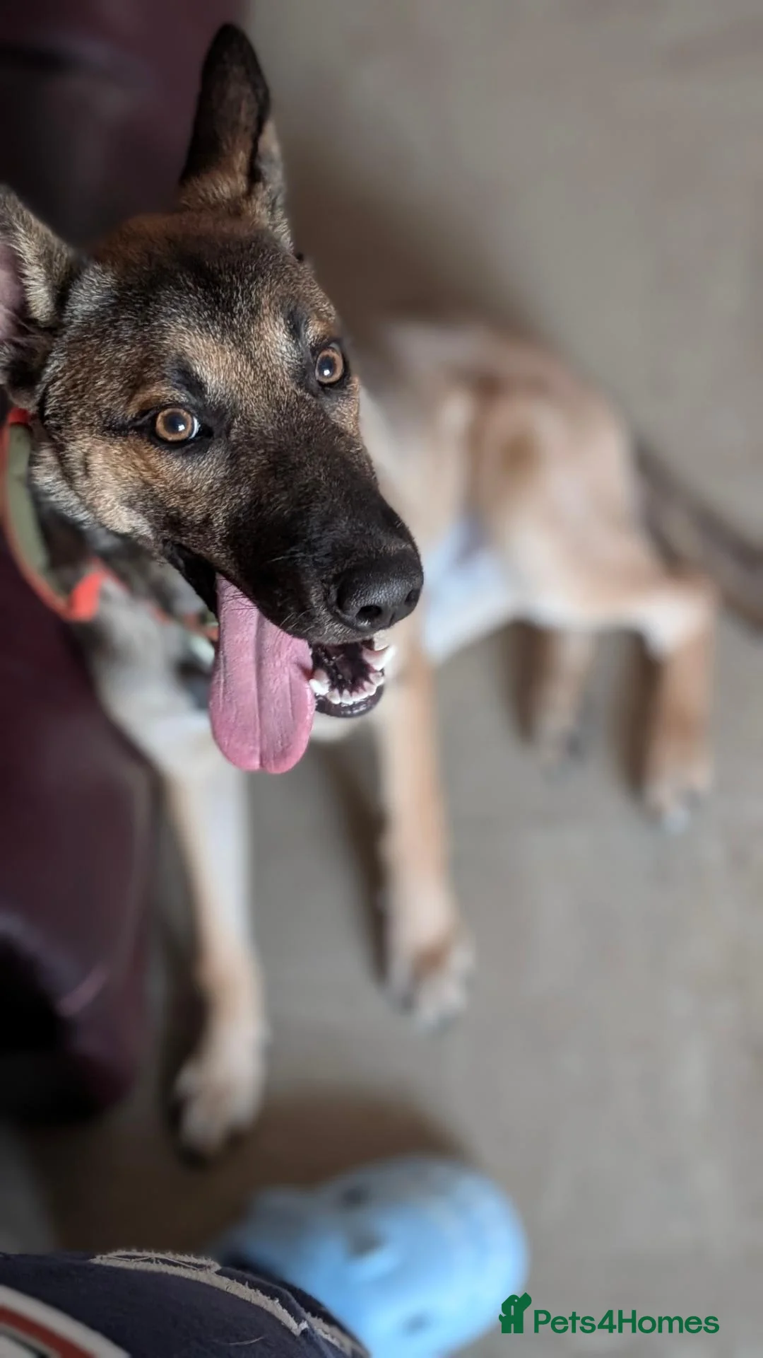 Mixed Breed dogs for sale: German/Dutch shepherd x Border collie - Advert 2