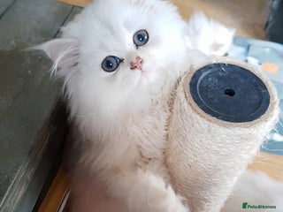 Persian cats Persian shaded gold/silver kittens ready to go - Advert 5