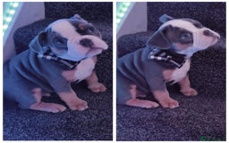 Mixed Breed dogs for sale: English Bulldog & French Bulldog - Image 1