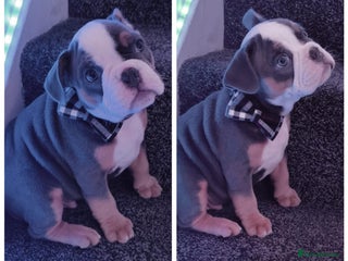 Mixed Breed dogs - Advert 1