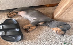 Dachshund dogs for sale: Ready now, last 3 Dachshund Puppies - Image 30