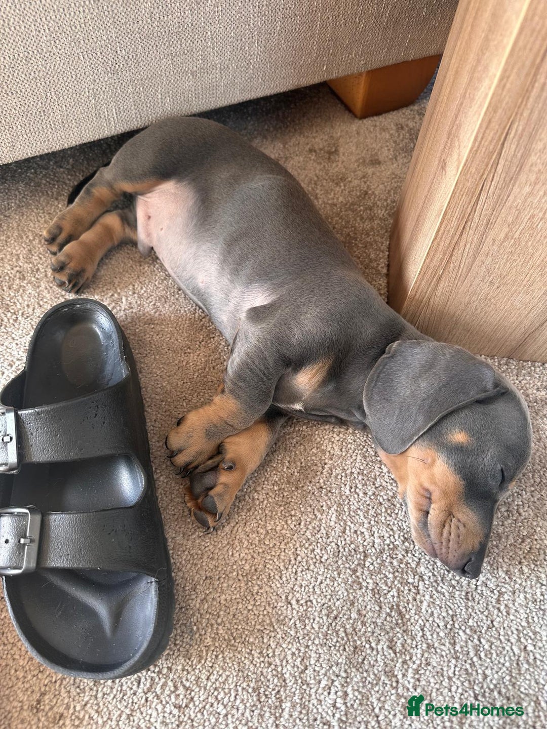 Dachshund dogs for sale: Ready now, last 3 Dachshund Puppies - Image 30
