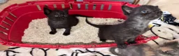 Mixed Breed cats for sale: 7 Kittens - Advert 8