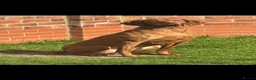 Hungarian Vizsla dogs for sale: Champion KC registered Hungarian Vizsla puppies  - Advert 12