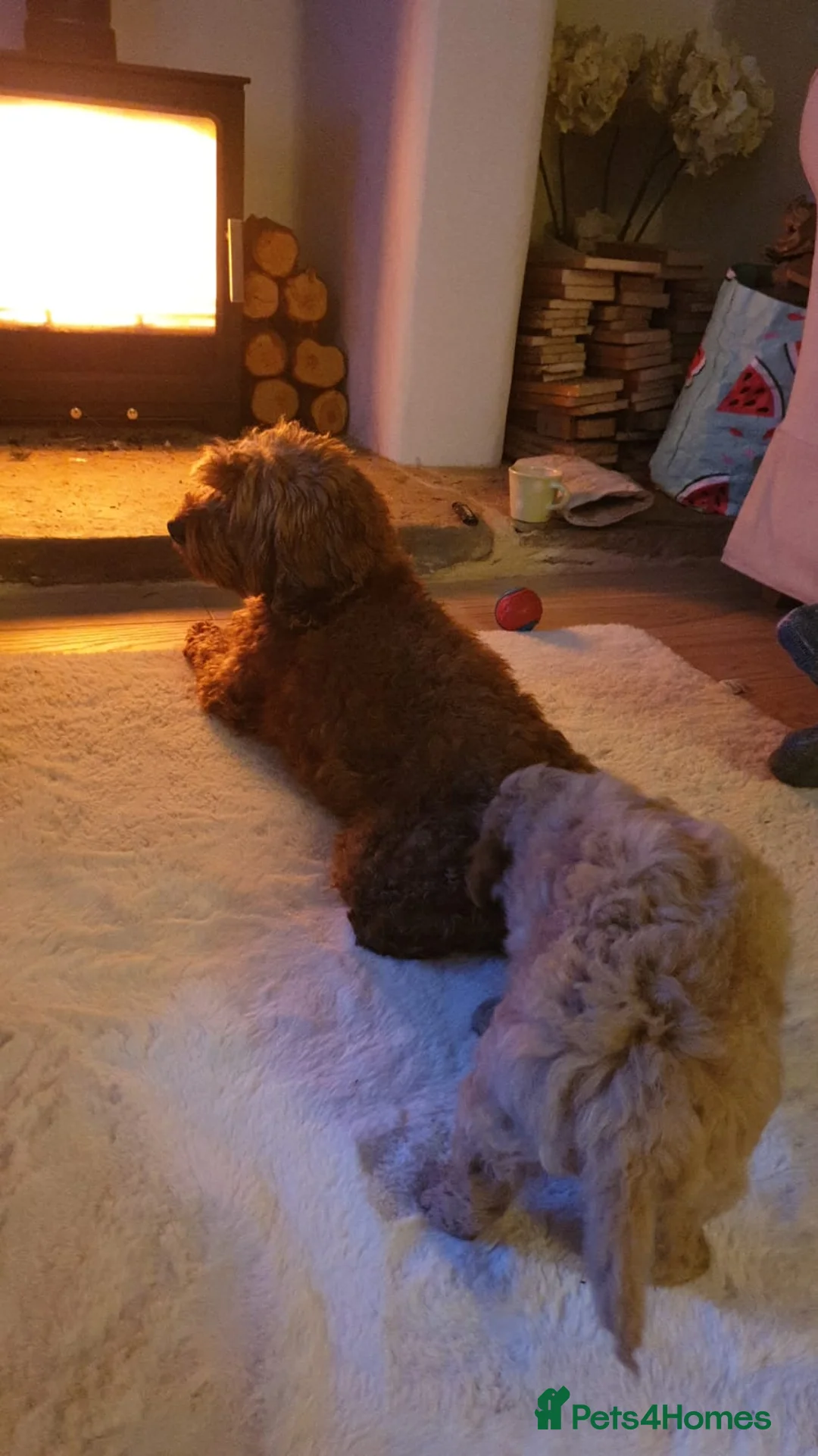 Cockapoo dogs for sale: Baby boy cockapoo  - Advert 2