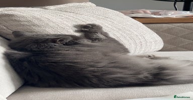 British Longhair cats - Advert 2