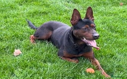 Mixed Breed dogs for sale: Chinese Red Dog - Image 3