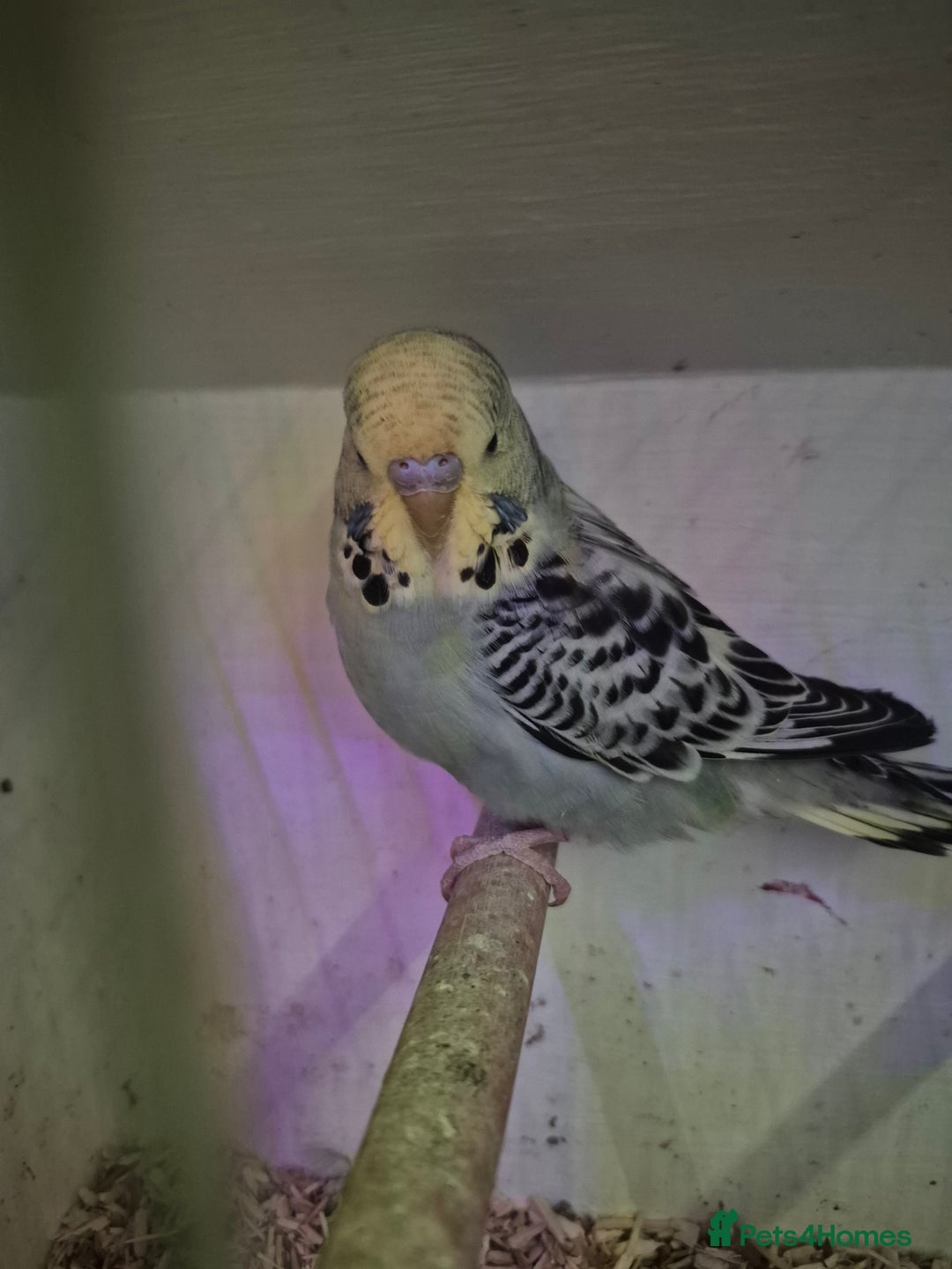 Budgerigars birds for sale: Baby Budgies £25, Male/Female £20/25Cockatiels £80 - Advert 2