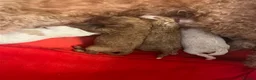Miniature Poodle dogs for stud: PROVEN Miniature Merle Poodle 🩷🌸 - Advert 8