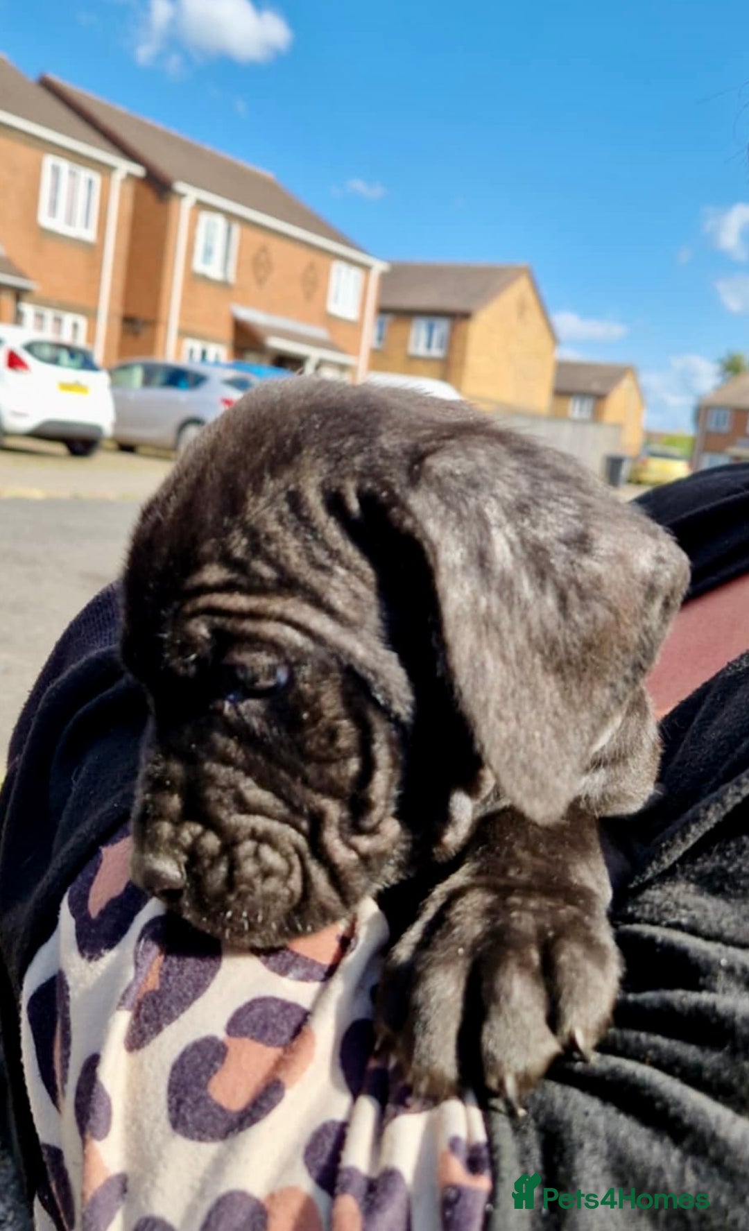Mixed Breed dogs for sale: READY TO LEAVE NOW chunky mastiff puppies - Image 16