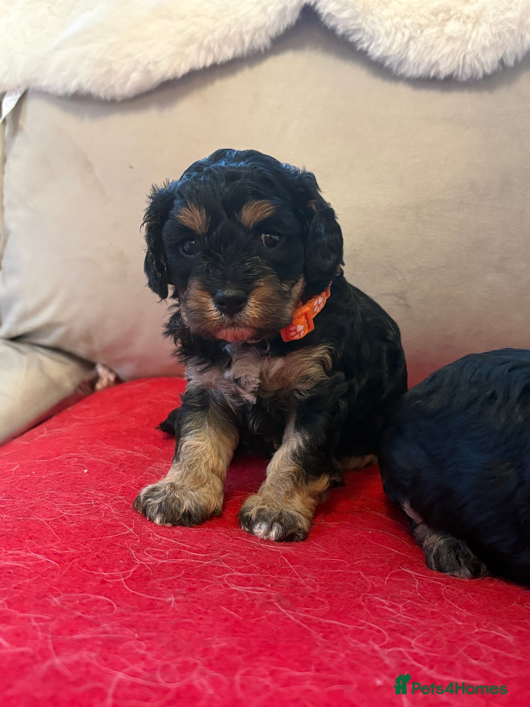 Cavapoo dogs for sale: 2 female F1 cavapoos - Advert 3