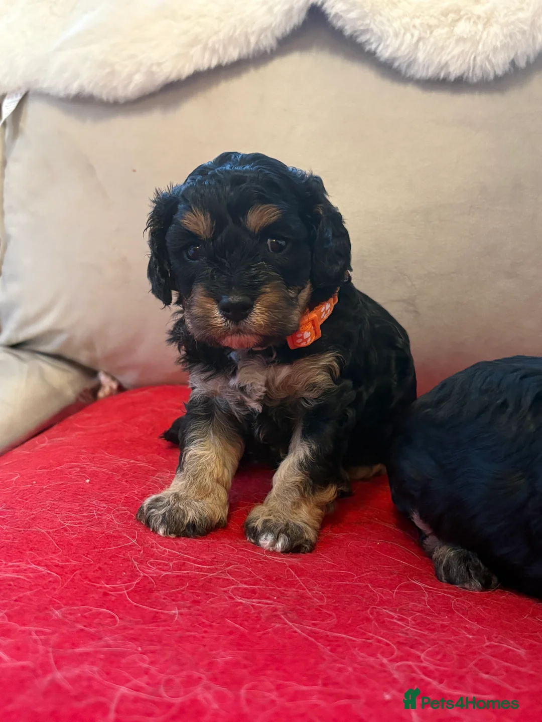 Cavapoo dogs for sale: 2 female F1 cavapoos - Advert 3
