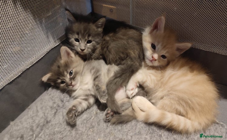 Maine Coon cats in Great Missenden - Advert 4