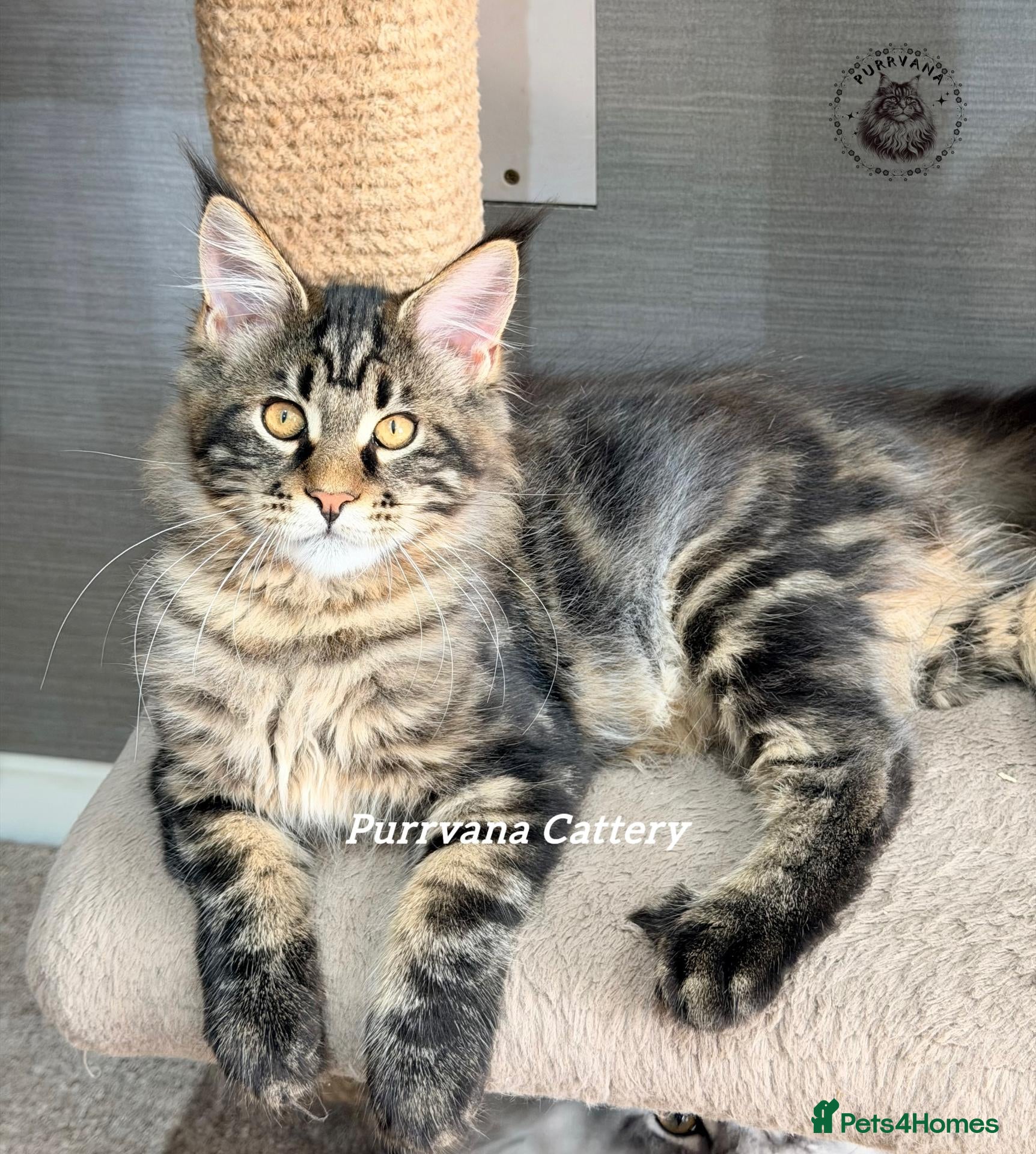 Maine Coon cats TICA registered Maine coon kittens READY NOW - Advert 1