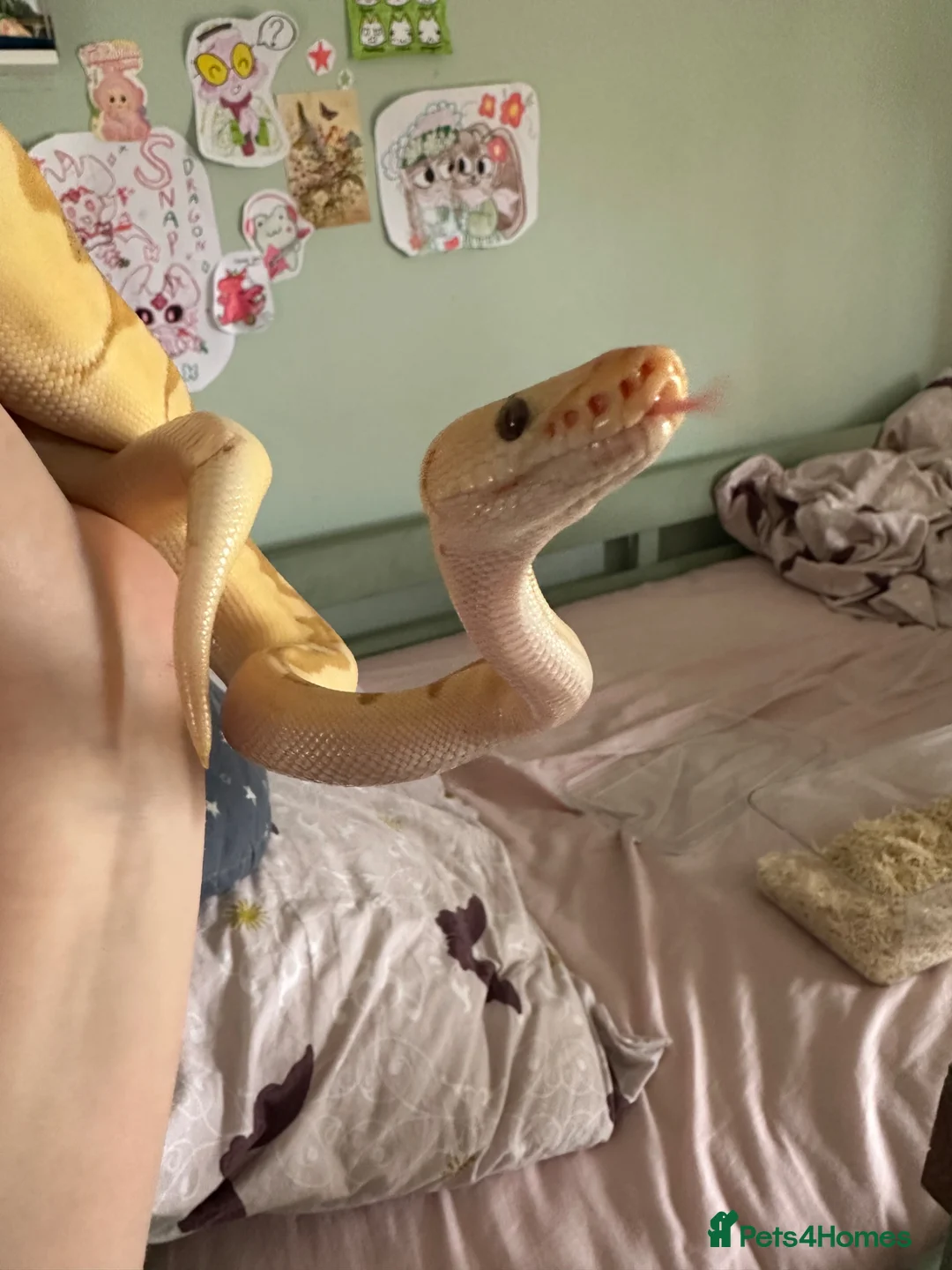 Python Snake reptiles for sale: Royal ball python - Advert 2