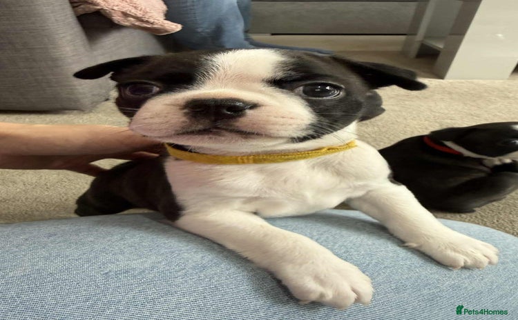 Boston Terrier dogs - Advert 2