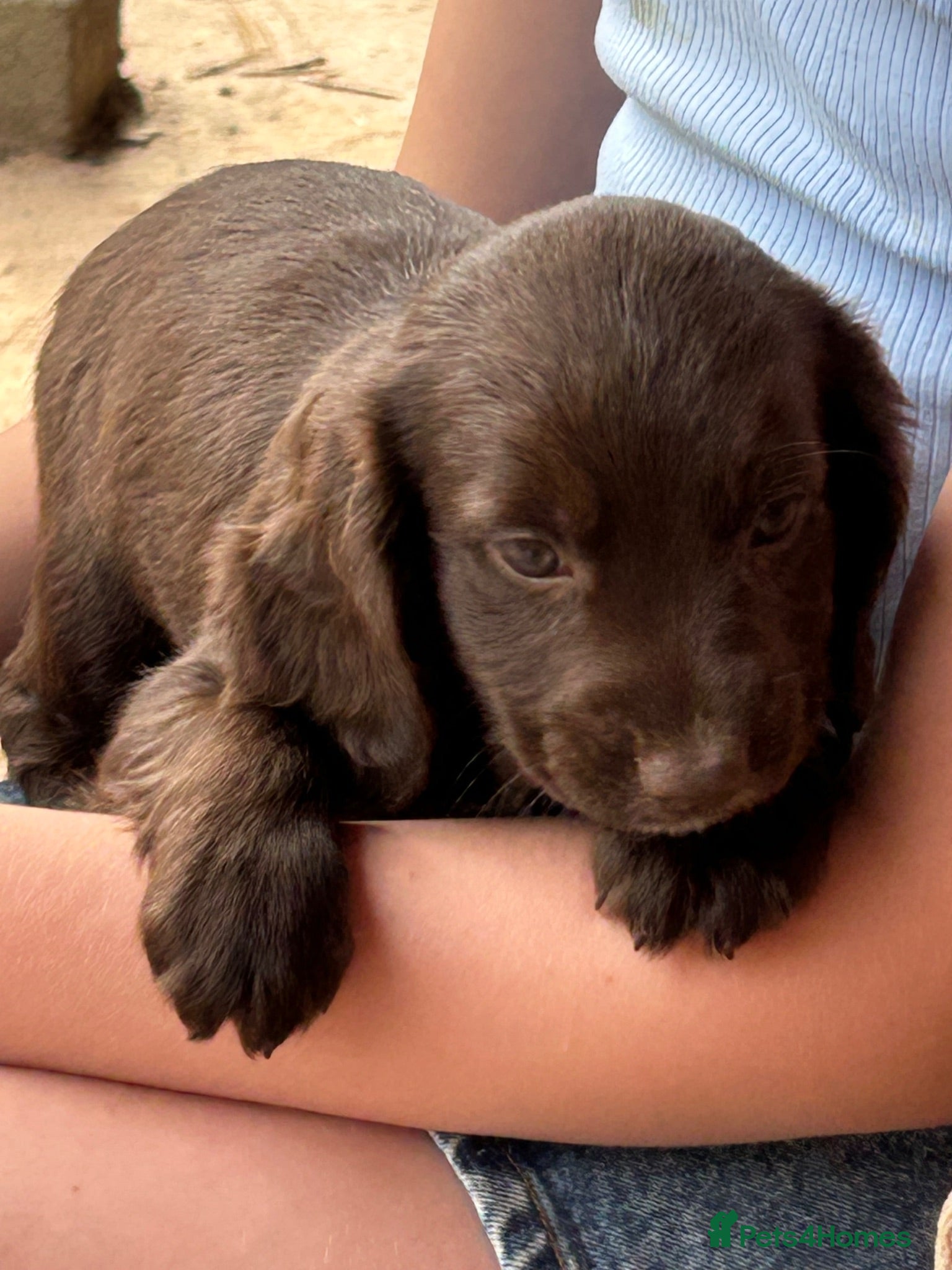 Sprocker dogs Sprocker Spaniel puppies for sale  - Advert 11
