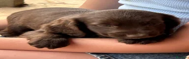 Sprocker 4