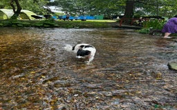 Border Collie dogs for sale: Tri coloured collie- Misty  - Image 2