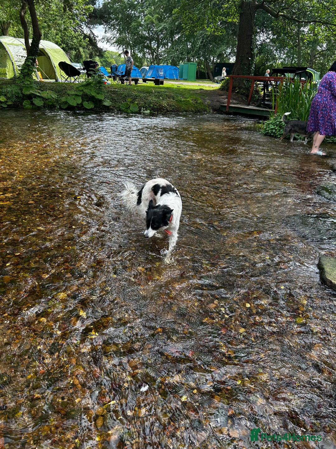 Border Collie dogs for sale: Tri coloured collie- Misty  - Image 2