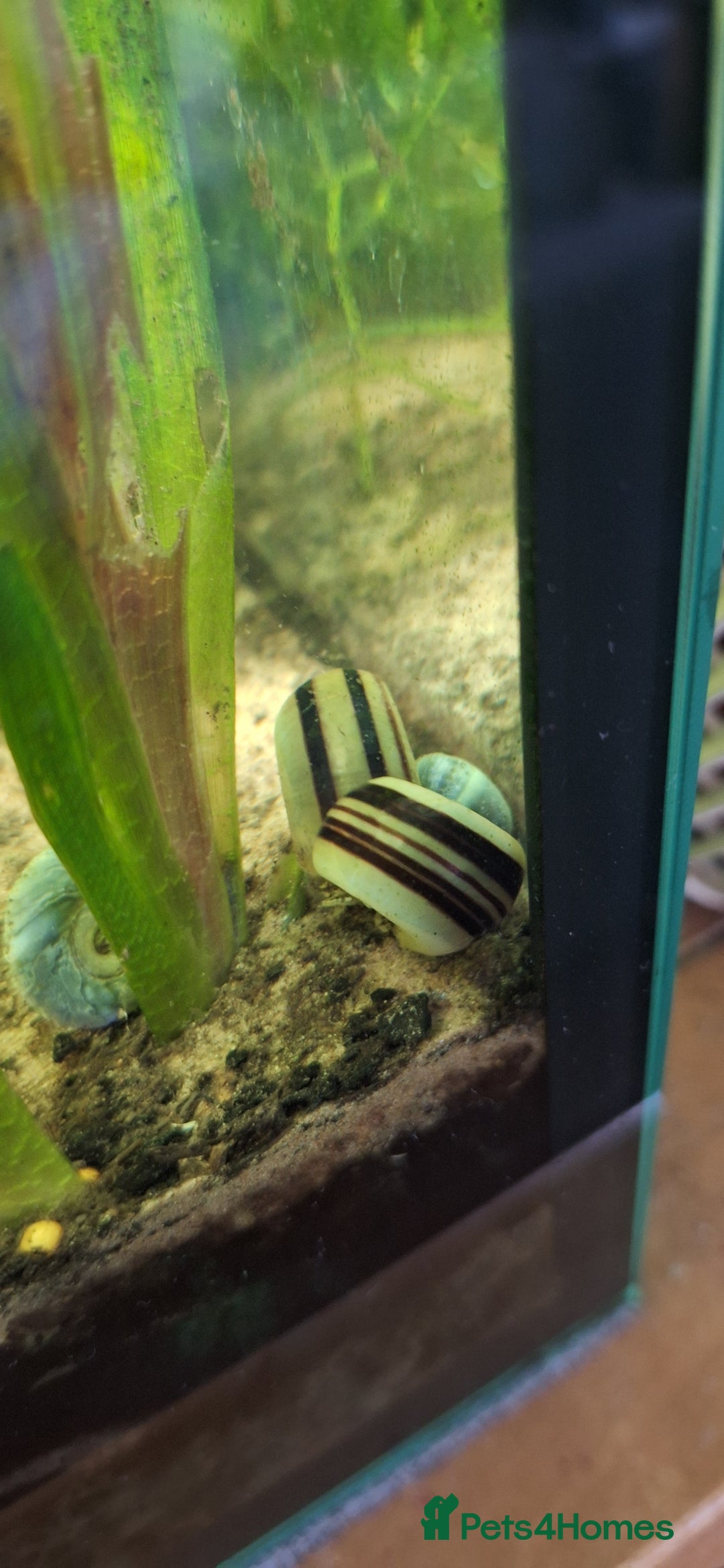 Snails fish for sale: Giant Columbian Ramshorn Snail - Advert 2